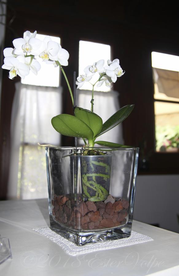 Bed & Breakfast Ca' Di Vissai Arnasco Экстерьер фото